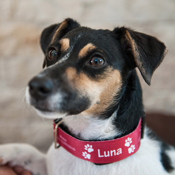 Collare per cani personalizzabile