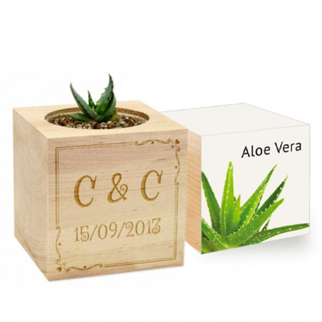 Ecocube Aloe vera personalizzato arabesque Ecocube Aloe vera personalizzato arabesque