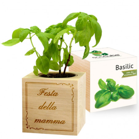 Basilica Araba personalizzata Ecocube Basilica Araba personalizzata Ecocube